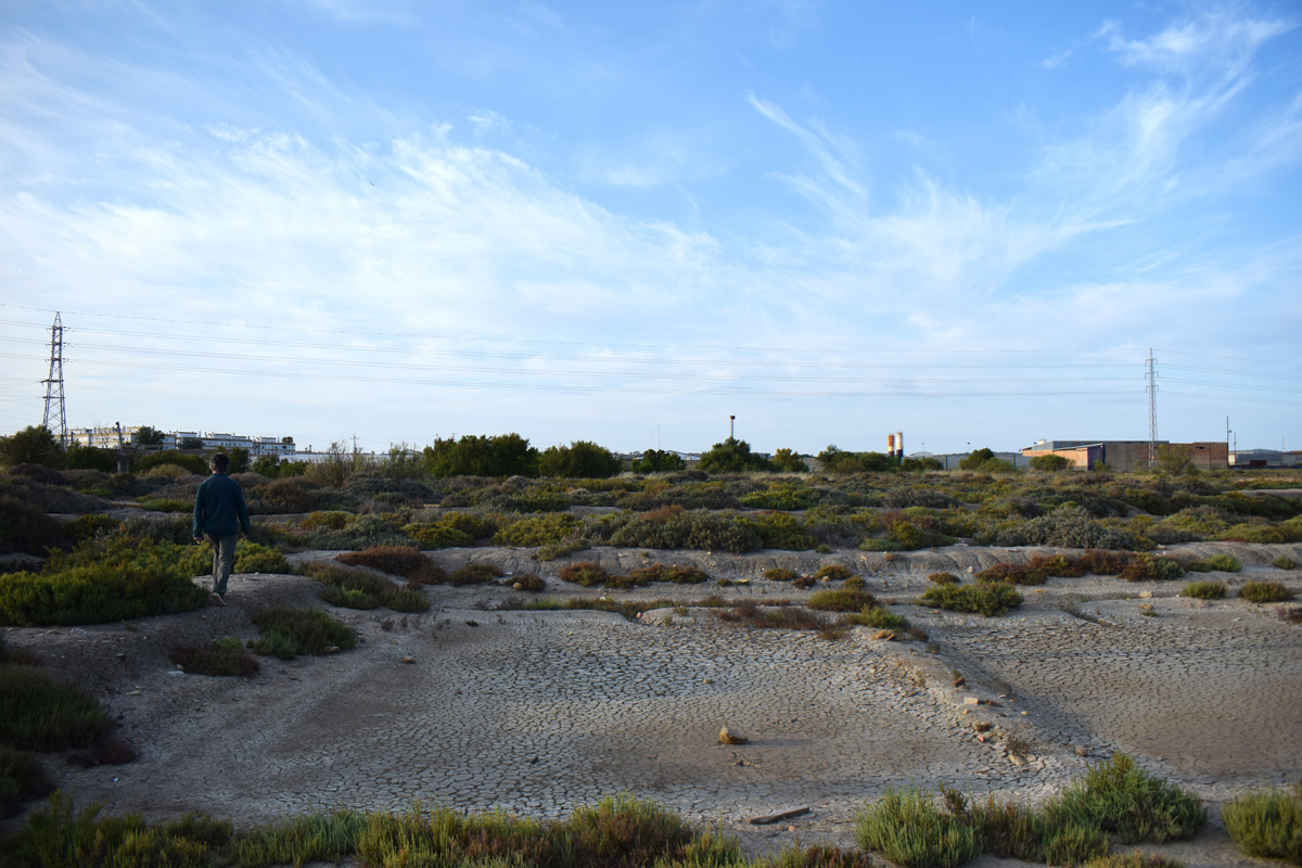 La Bahía de Cádiz, laboratorio del primer mercado de carbono azul de la UE