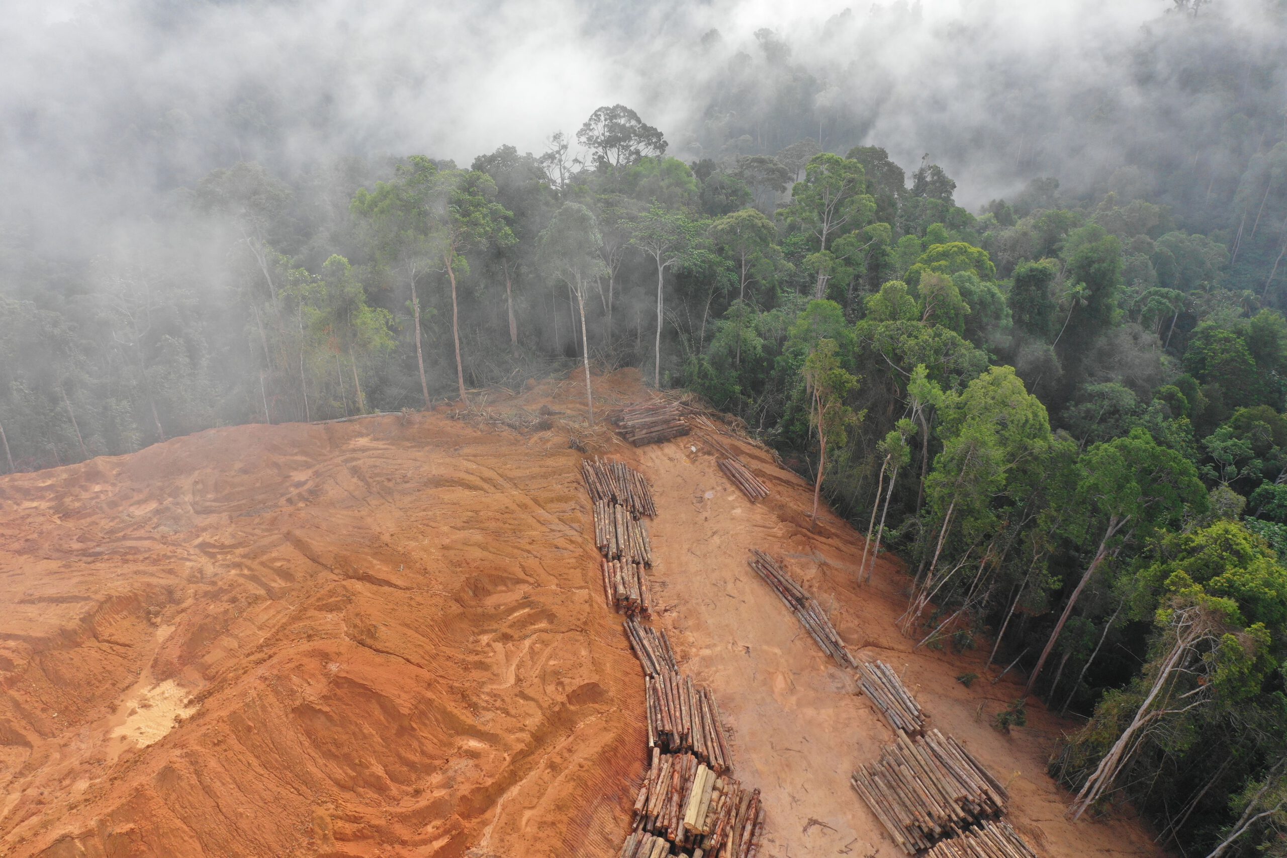 Deforestación Malasia