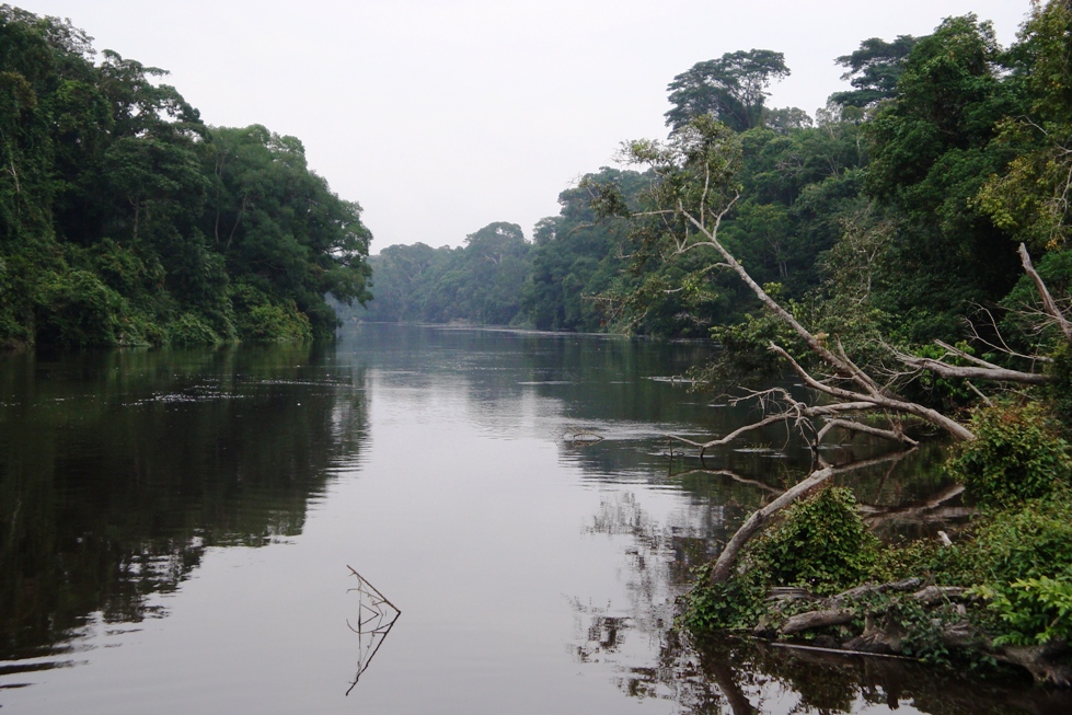 ¿Alianza o cártel? El futuro de los bosques tropicales se decide en Congo