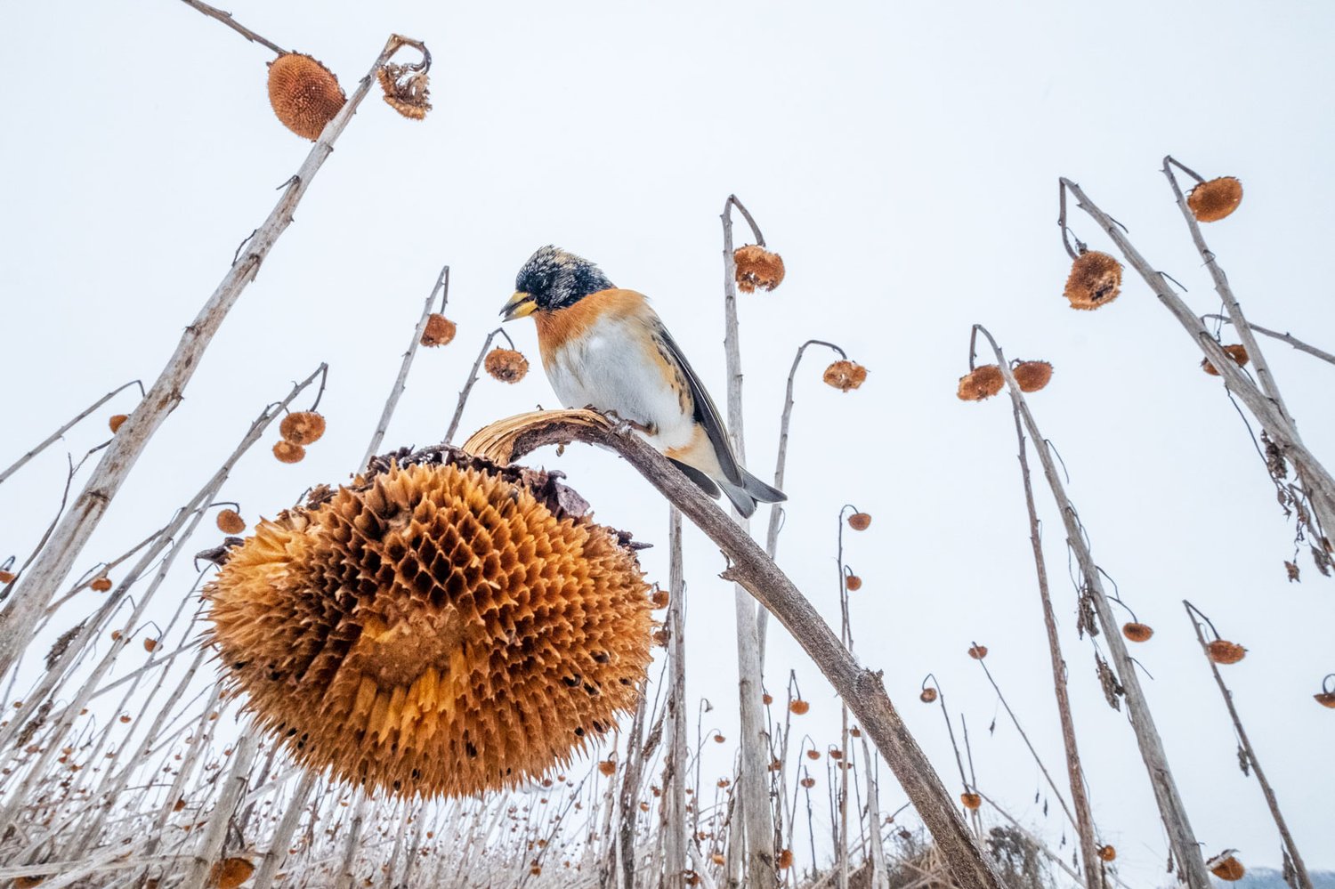 'Sunflower Paradise' by Mateusz Piesiak