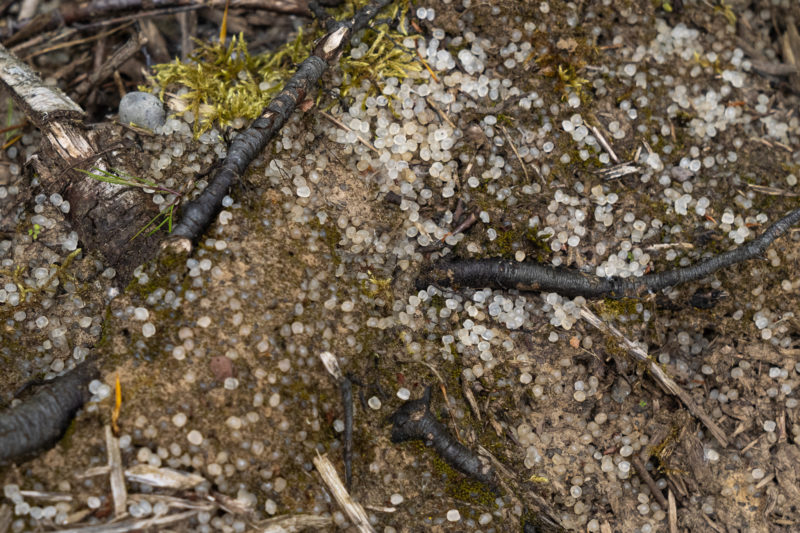 La plaga europea de los pellets de plástico