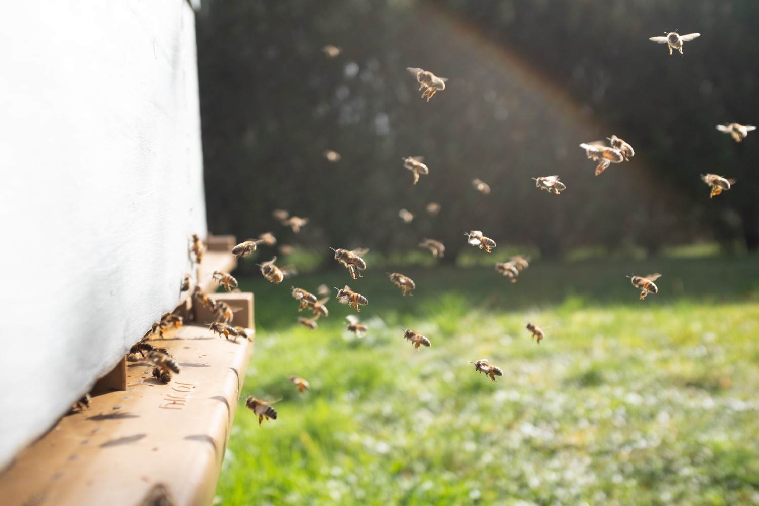 Nunca es demasiado tarde para ver bailar a las abejas