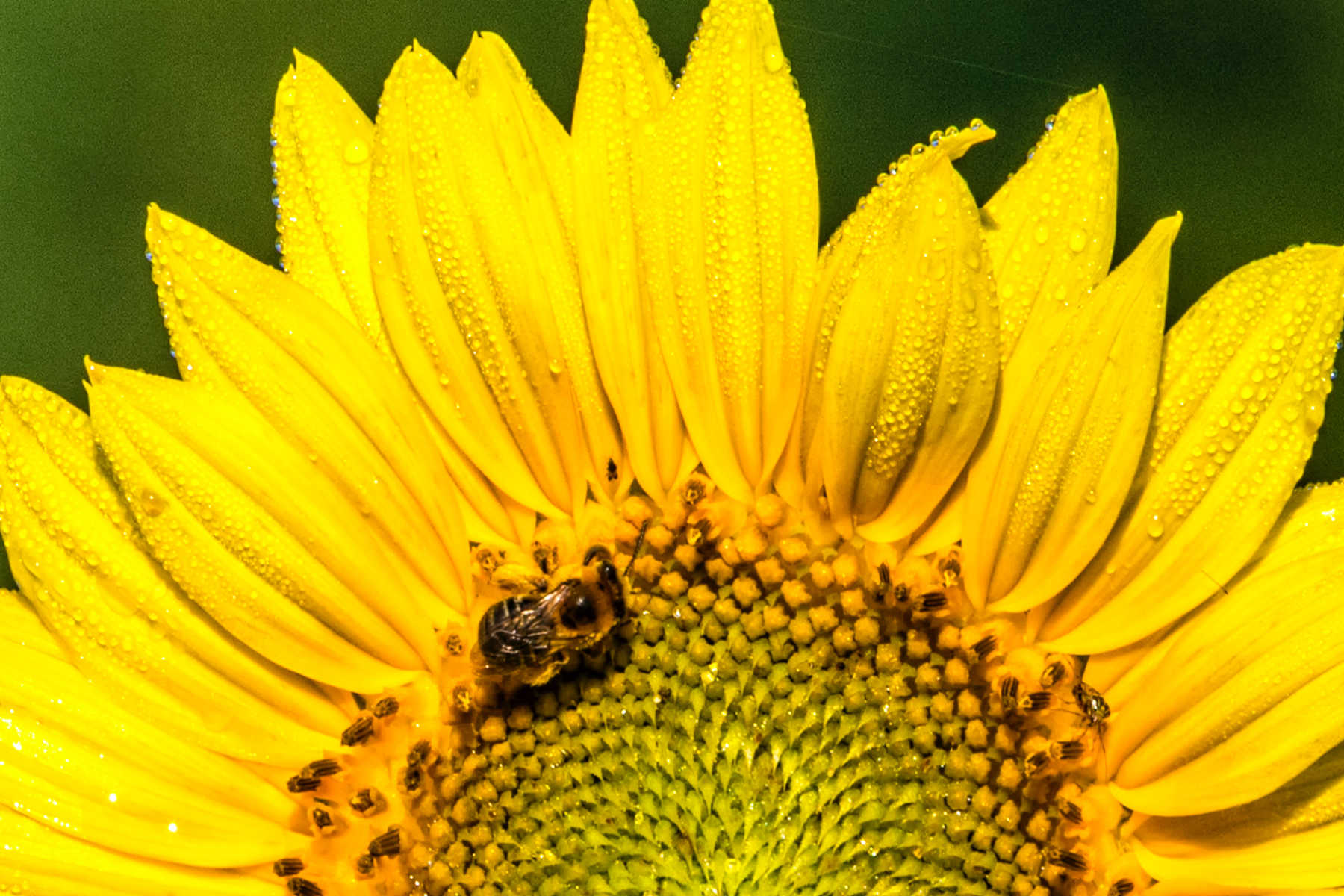 ¿Podemos frenar el colapso del mundo de los insectos?