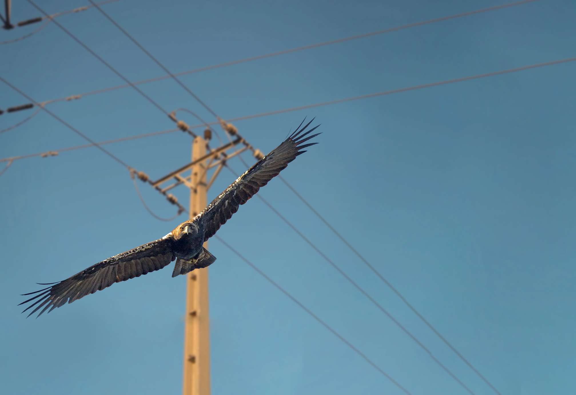 Millones de aves mueren en España al año por la acción humana