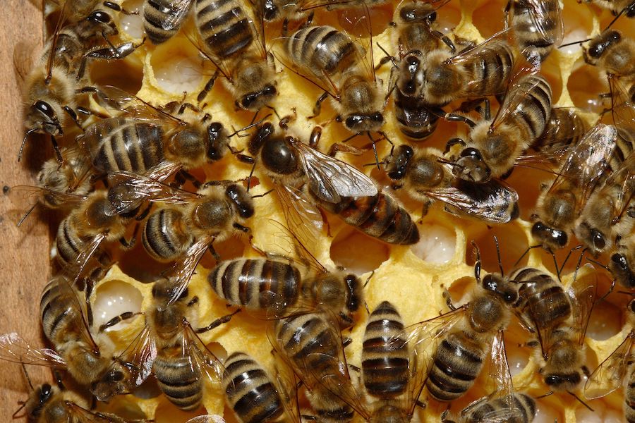 20.000 especies de abejas, un ácaro y un futuro complicado