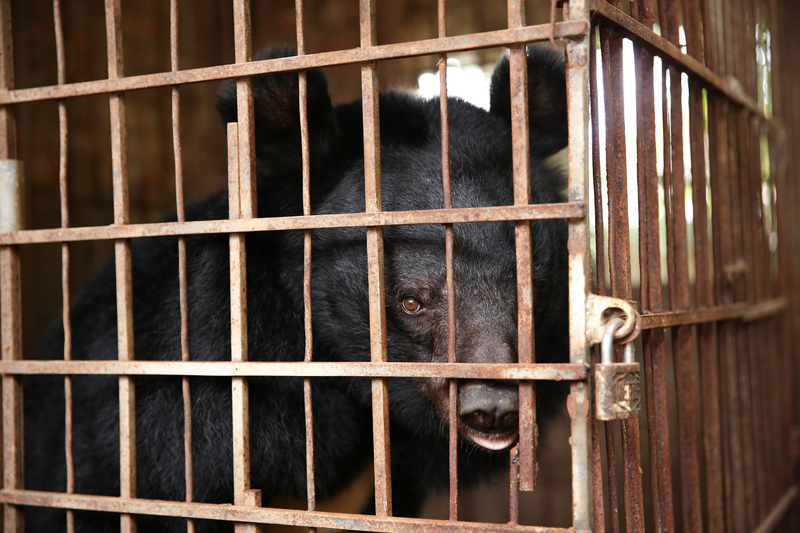 Transmisión de enfermedades y pérdida de biodiversidad: los riesgos de tener a 5.500 millones de animales en cautiverio
