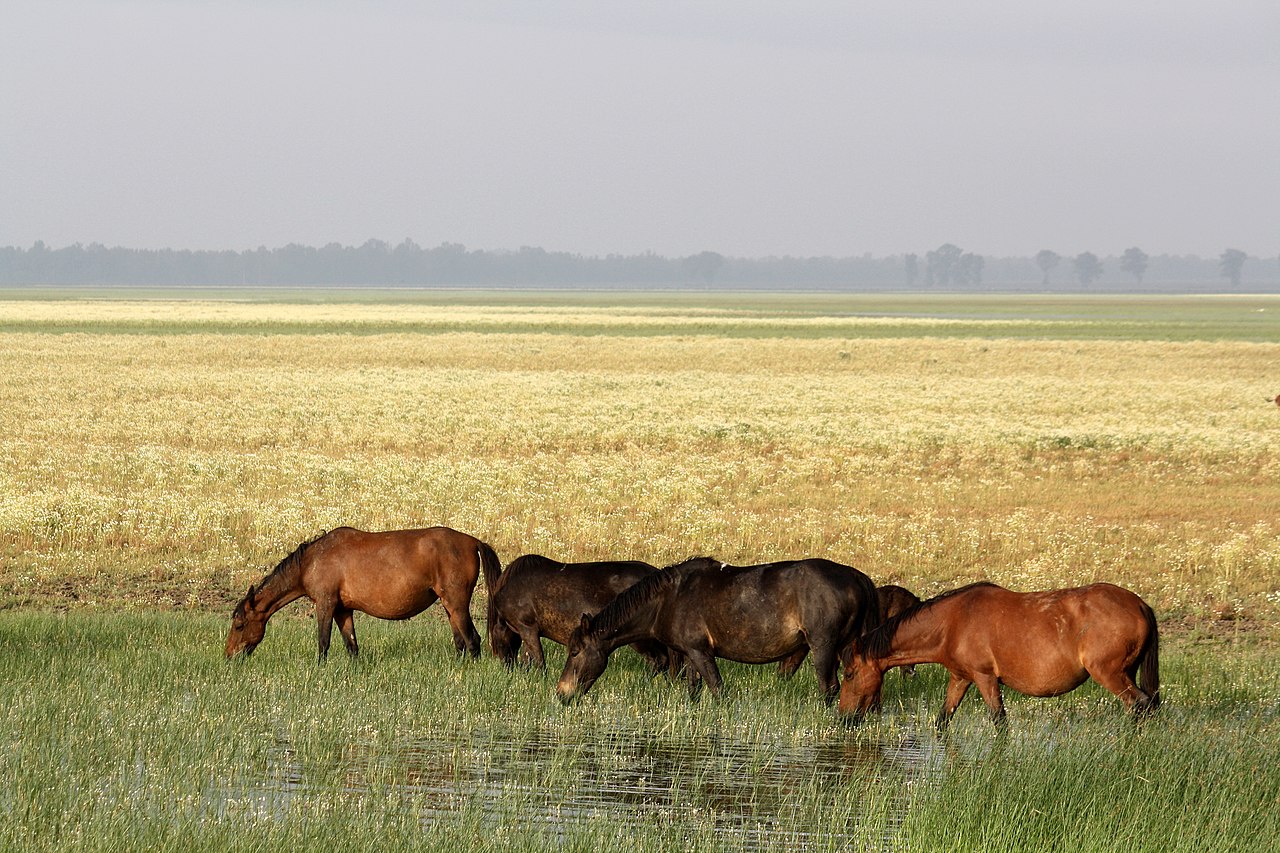 Doñana cumple 55 años como Parque Nacional tratando de asegurar su supervivencia