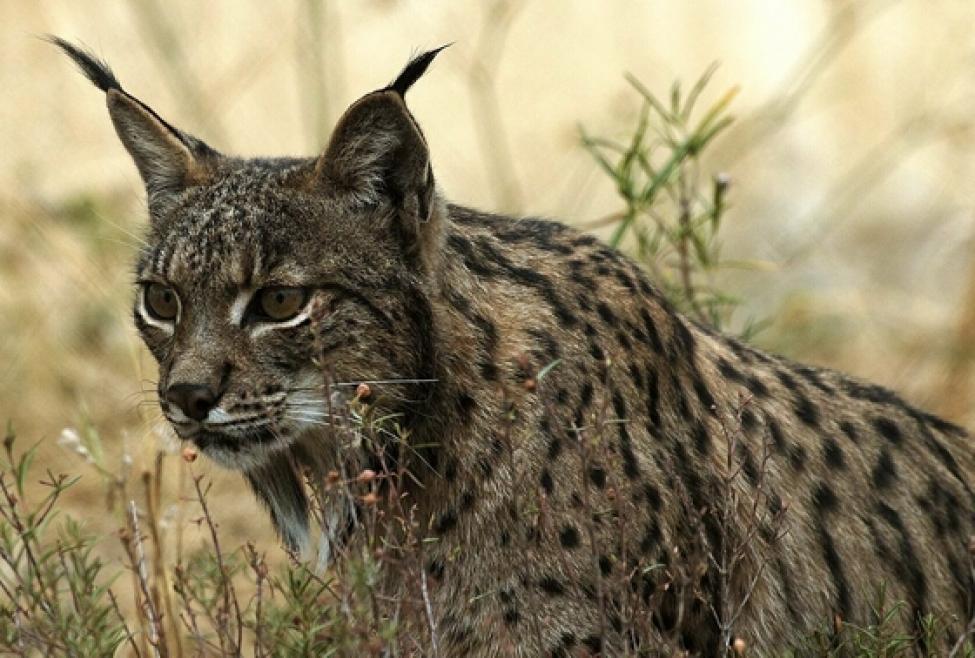 Mueren atropellados dos ejemplares de lince ibérico en la provincia de Sevilla