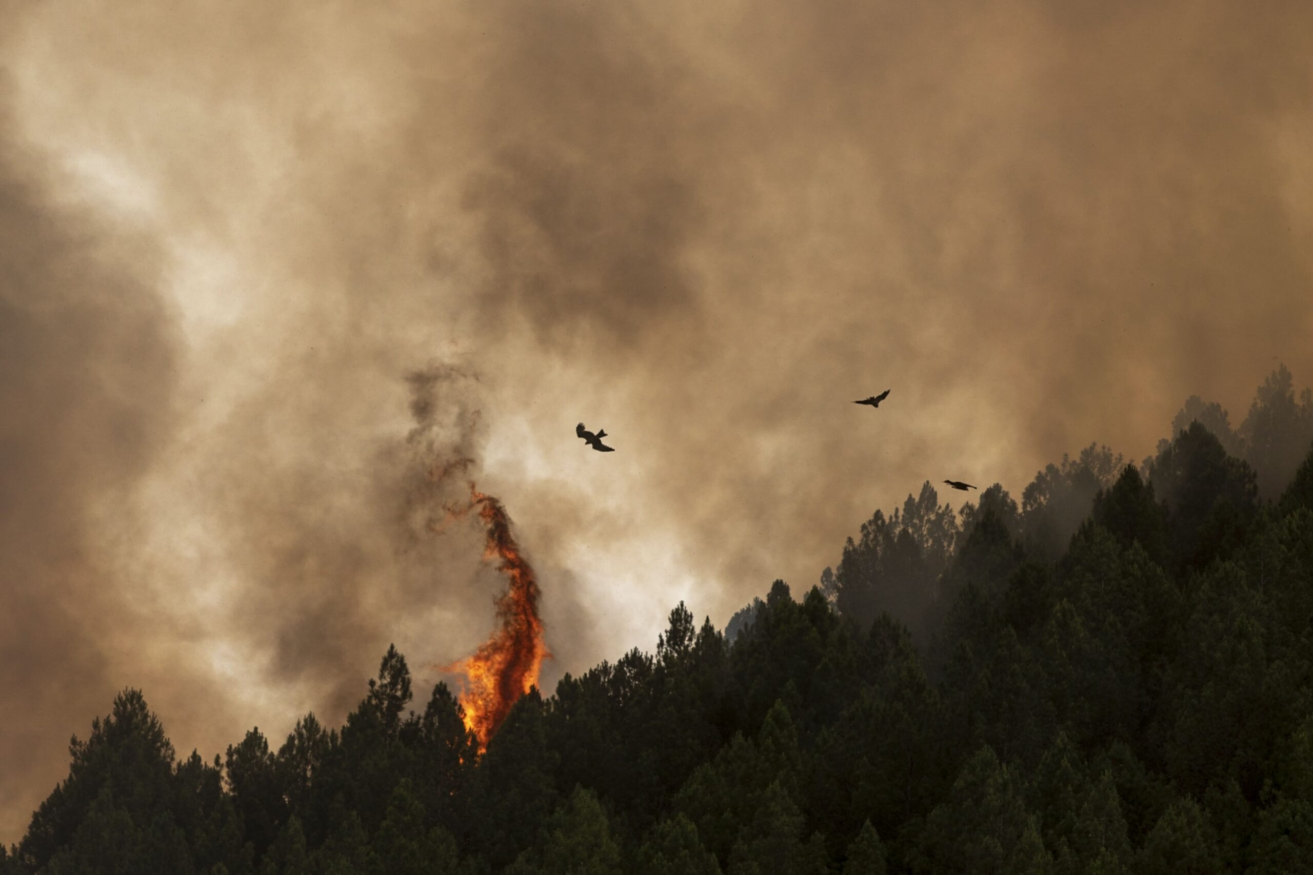 ‘Los rescoldos de la culebra’: ¿Qué pasa después de un incendio?