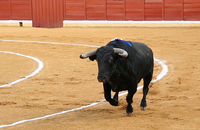 Ciudad de México aprueba las “corridas de toros sin sangre”