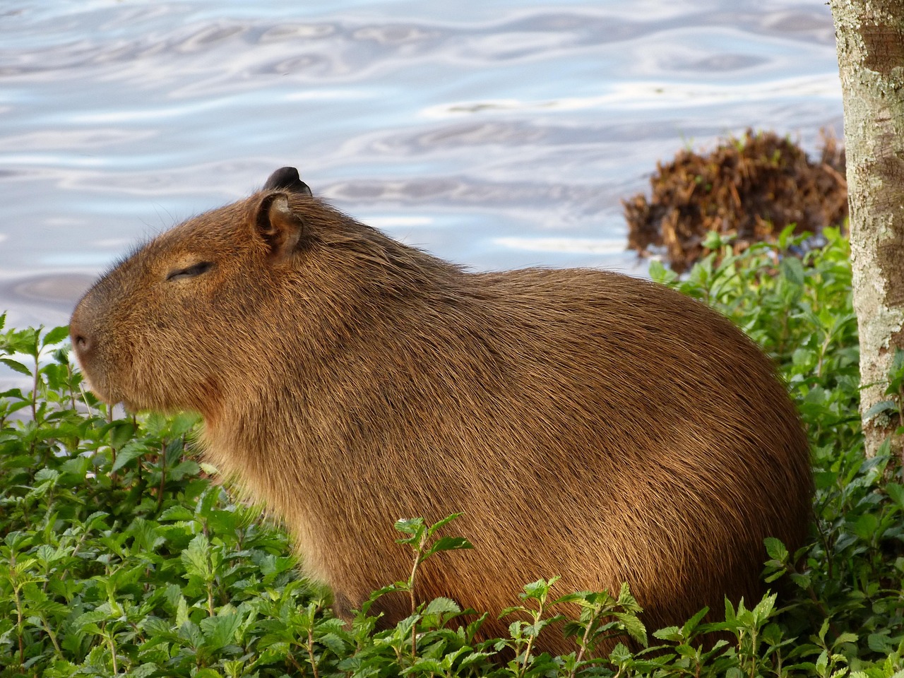 «¡Mami, quiero una capibara!»
