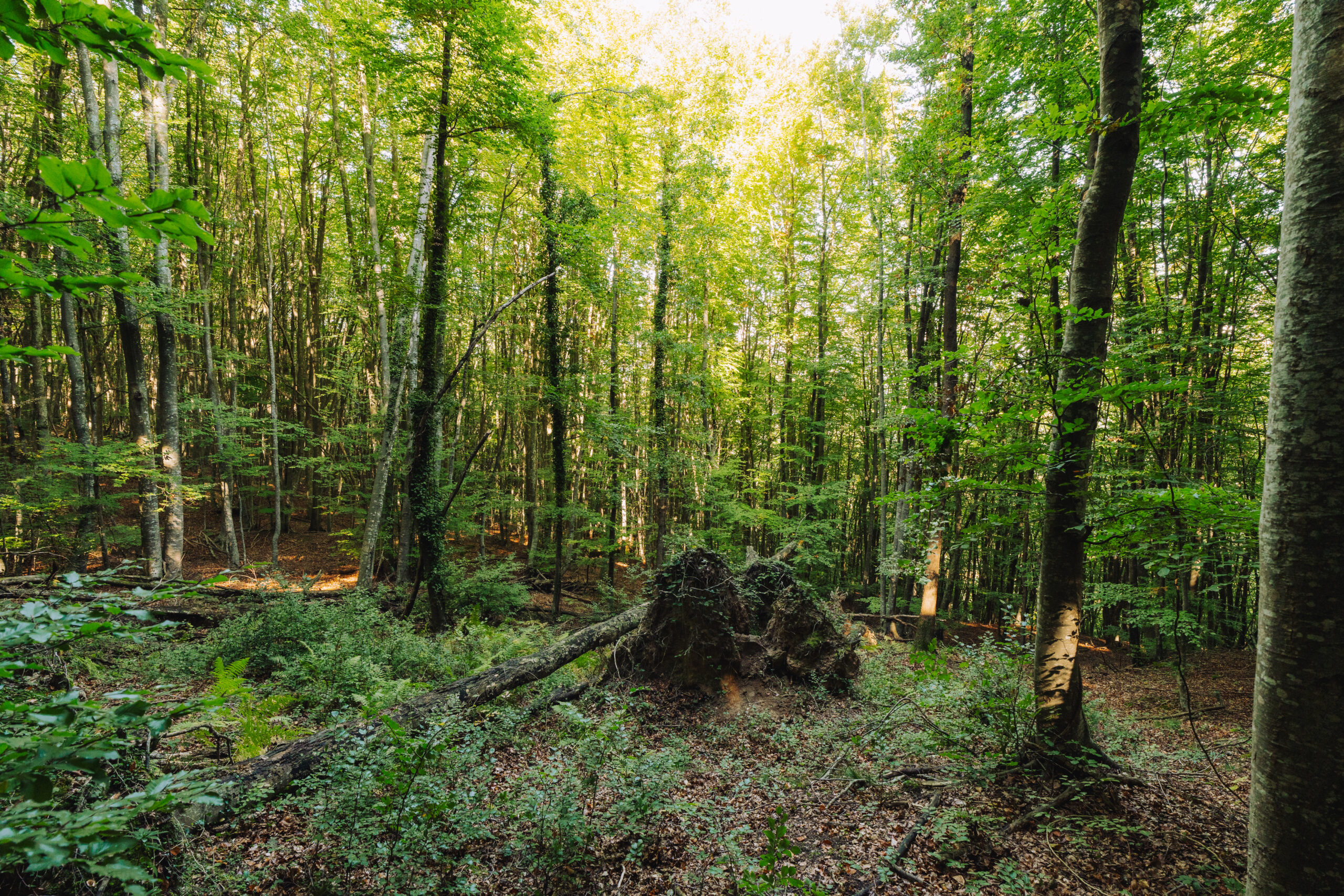 Los bosques de Europa pierden capacidad para absorber carbono y ponen en riesgo los objetivos climáticos