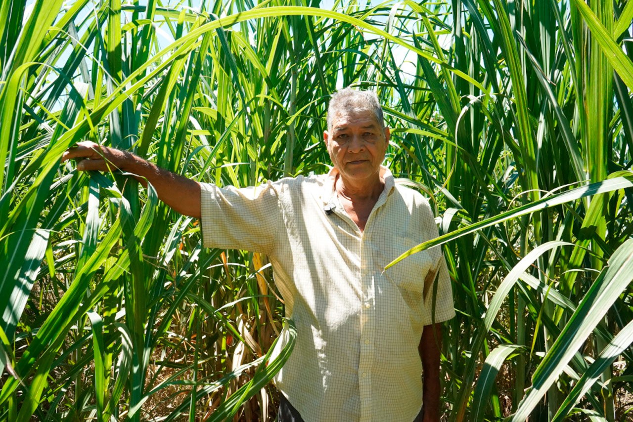 Cultivar ecológico entre campos de glifosato