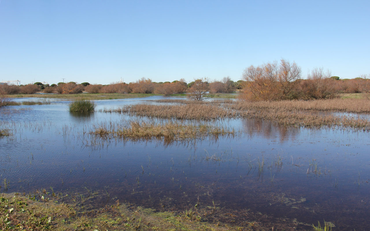 Casi un cuarto de las lagunas temporales de la España peninsular han desaparecido en este siglo 