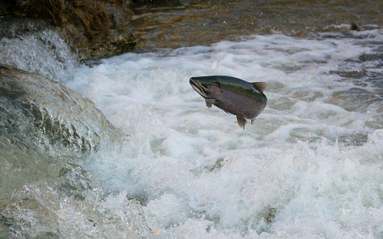 ¿Dónde está el salmón atlántico? El futuro de la especie pasa por dejar de matarla