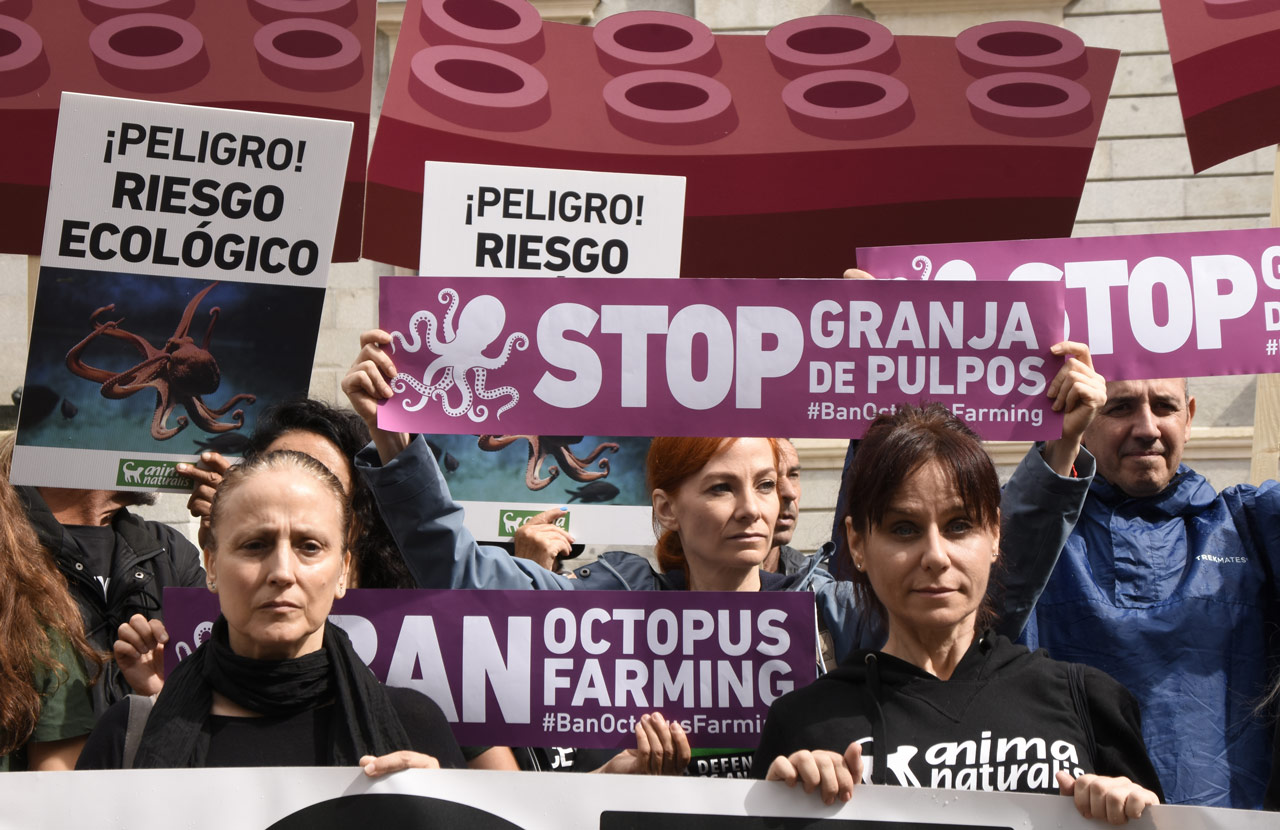 Nueva Pescanova se da por vencida y no habrá granja de pulpos en Gran Canaria