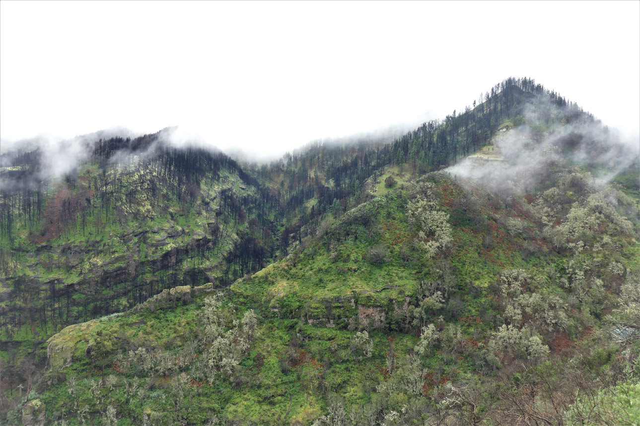 Copiar la lluvia horizontal de los bosques canarios puede acelerar la restauración de la naturaleza