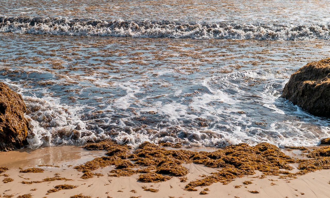 Mareas rojas, floraciones de algas y especies invasoras: un reto para las costas españolas