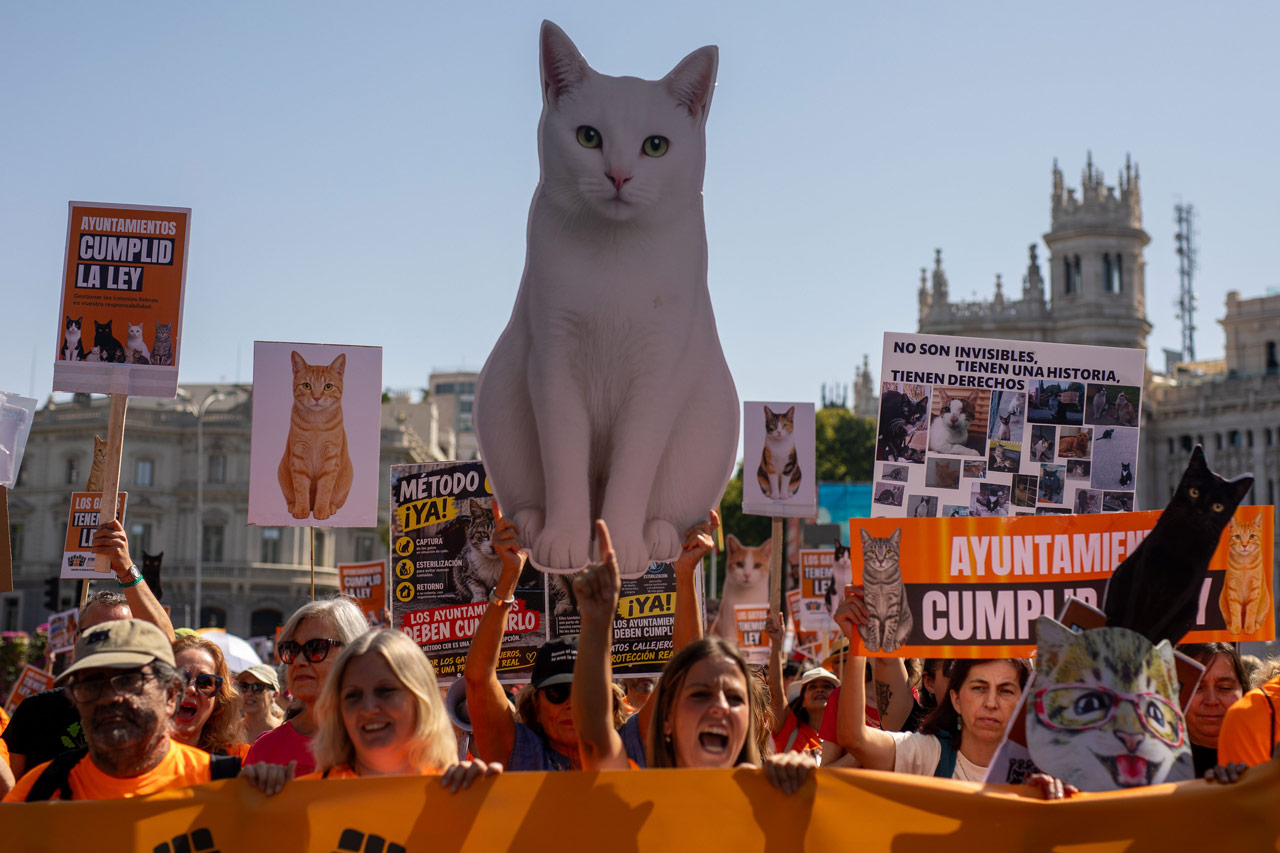 Los gatos tienen ley, sí. Y hay que cambiarla