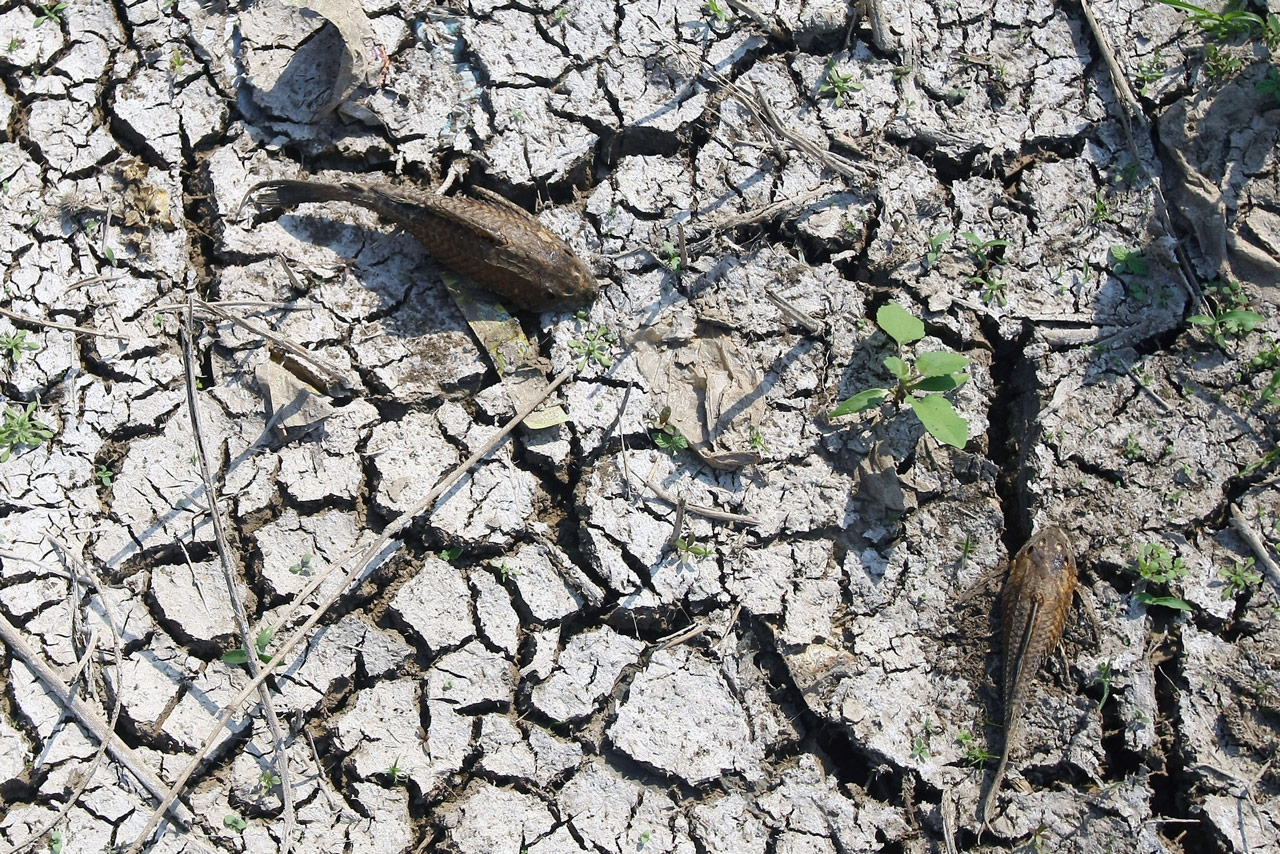 «Esto es más que un verano caluroso, es una postal del futuro»: 450.000 posibles muertes por El Niño