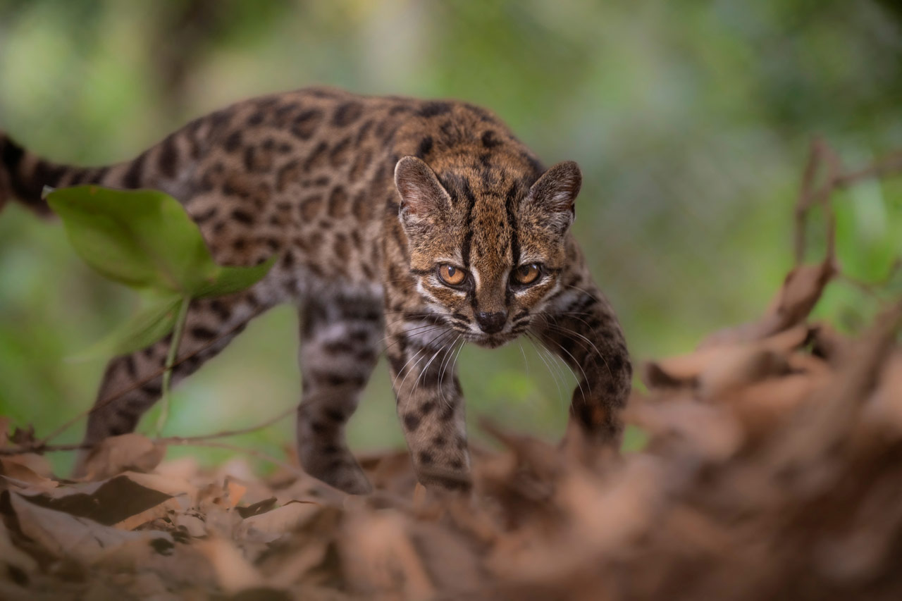 ‘Leopardus tilcayo’: identifican en Bolivia una nueva especie de felino, la primera en más de un siglo