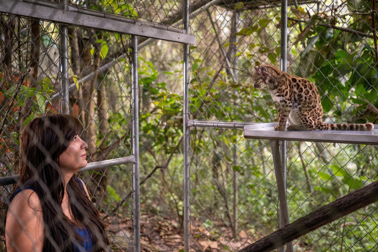 ¿Una mascota silvestre o un pequeño tigre domesticado? Qué nos cuenta la verdadera historia del tilcayo
