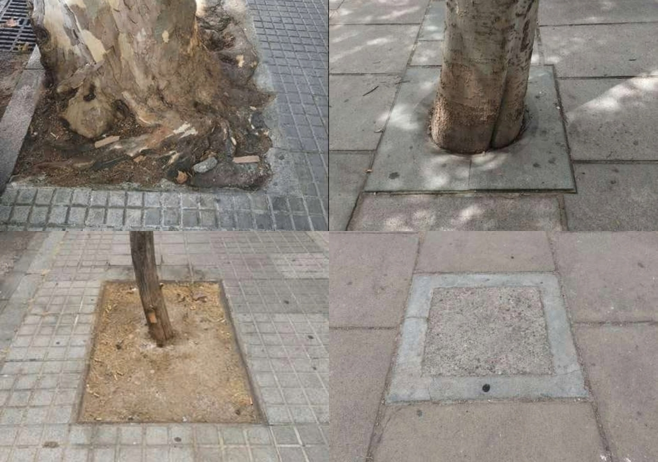 «¡Aquí falta un árbol!»: movilización ciudadana en más de 150 municipios para auditar el estado del arbolado urbano 