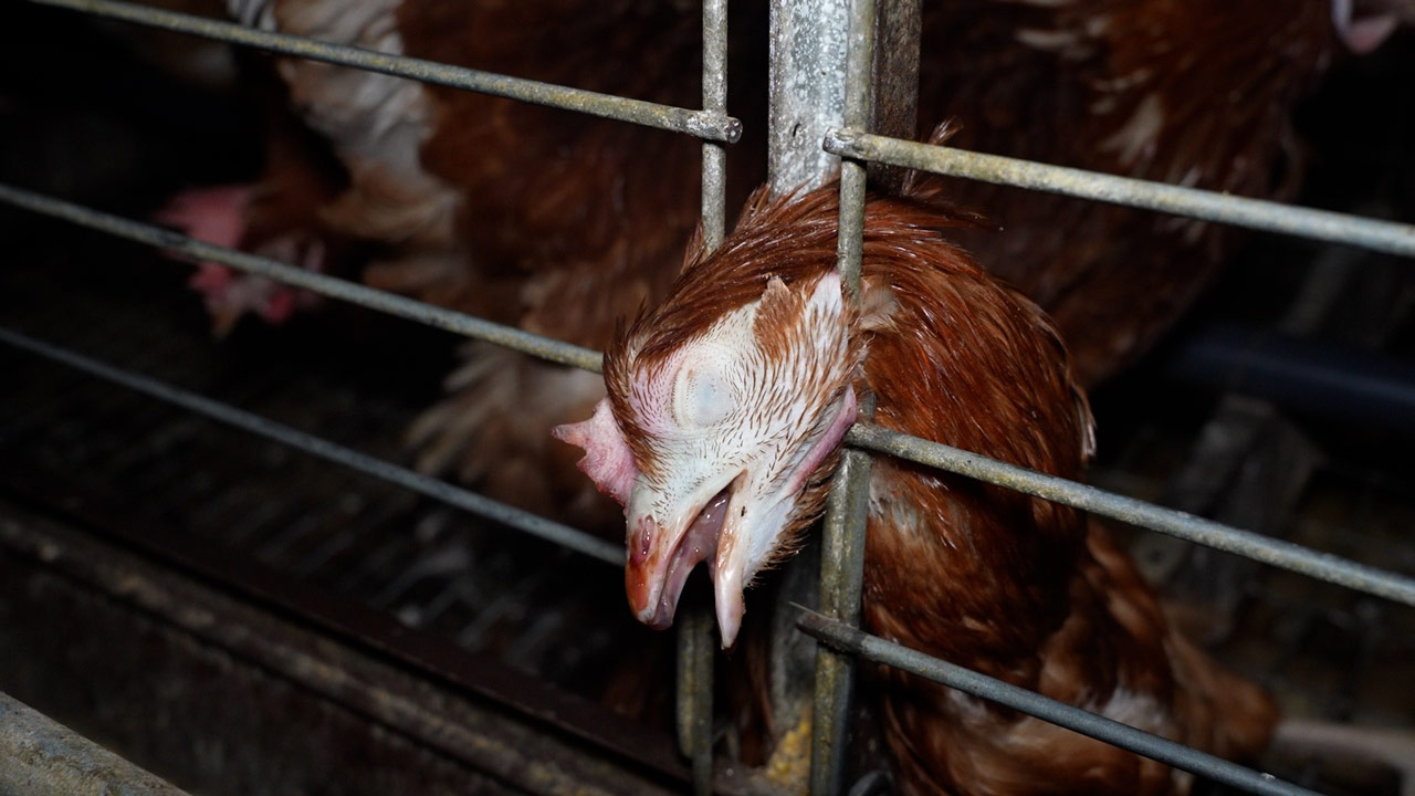 Nuevas imágenes de insalubridad en otra granja de gallinas de la empresa balear denunciada esta semana