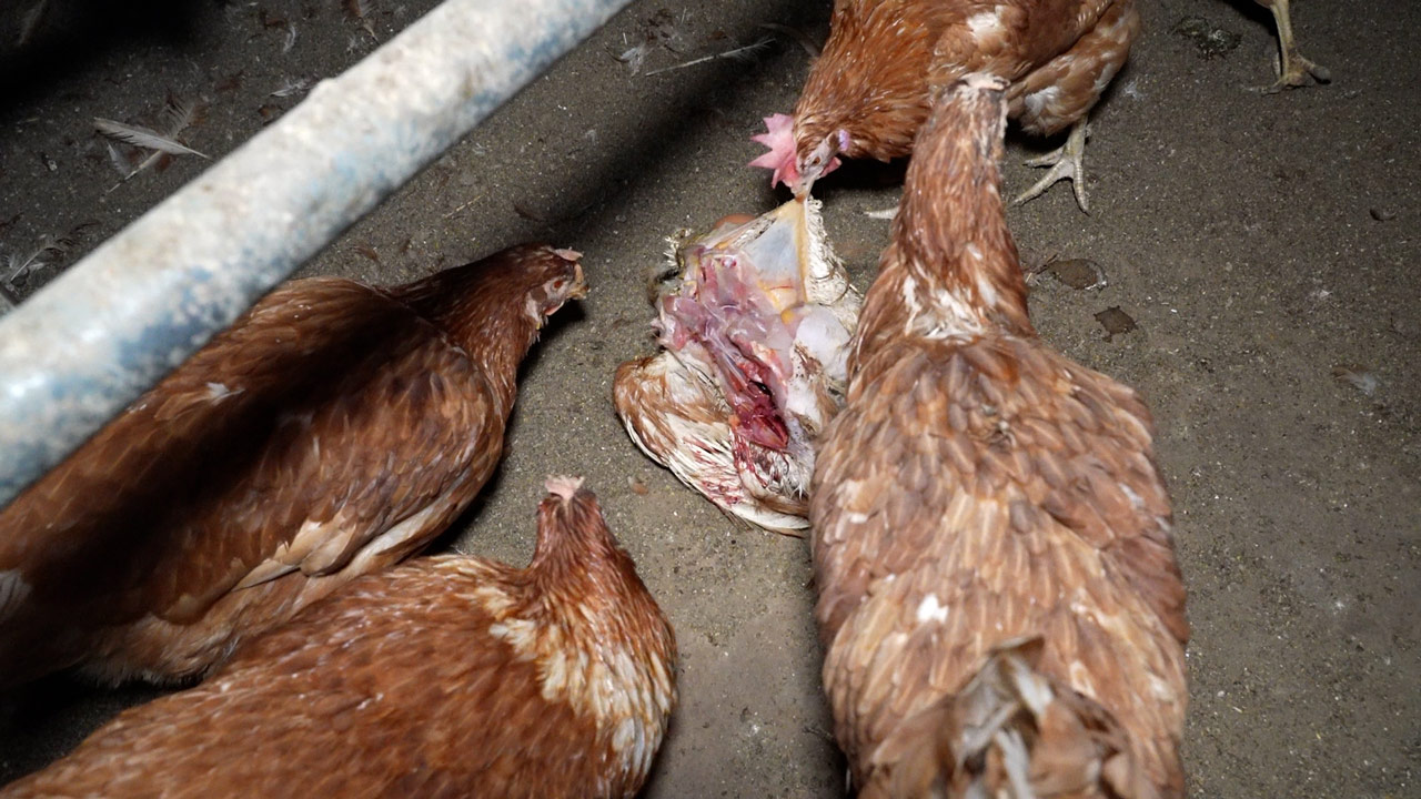 Canibalismo, cadáveres y contaminación en una granja de gallinas de Mallorca