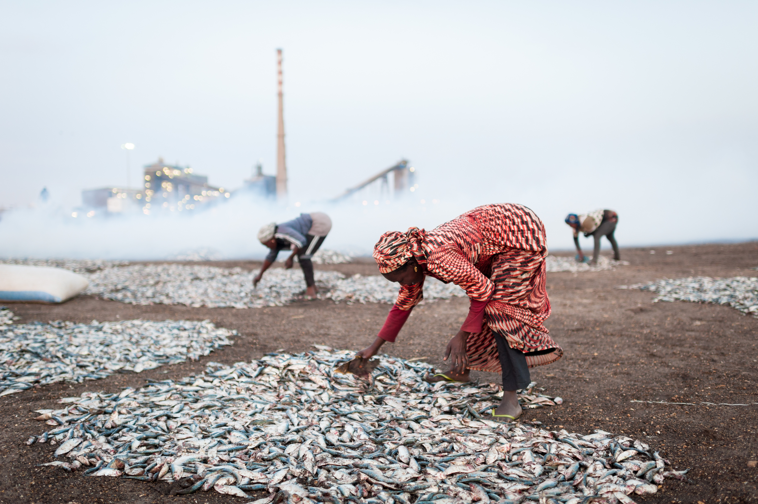 El coste humano y ambiental de la harina de pescado en Senegal